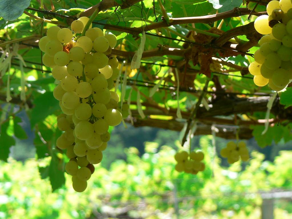 Chenin blanc Chenin blanc