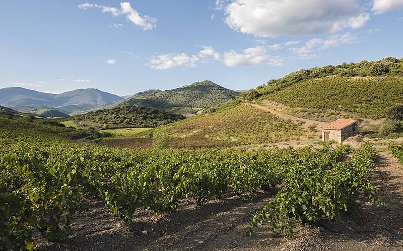 Vinregionen Languedoc