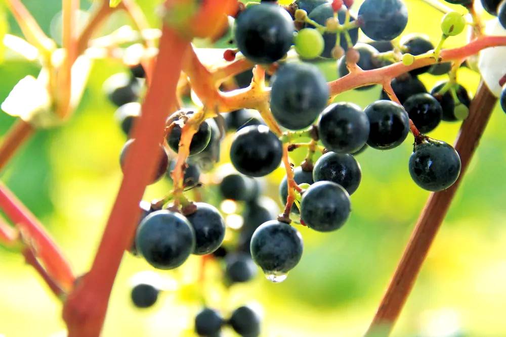 Södra Frankrikes endemiska druvor